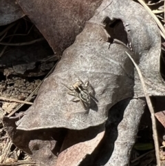 Maratus sp. (genus) (Unidentified Peacock spider) at Murrumbateman, NSW - 9 Oct 2021 by SimoneC