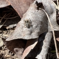 Maratus sp. (genus) at Murrumbateman, NSW - 9 Oct 2021