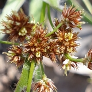 Luzula densiflora at Cook, ACT - 6 Oct 2021