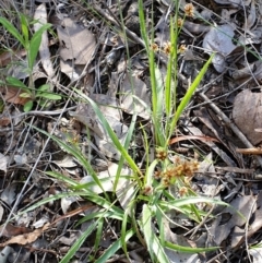 Luzula densiflora at Cook, ACT - 6 Oct 2021