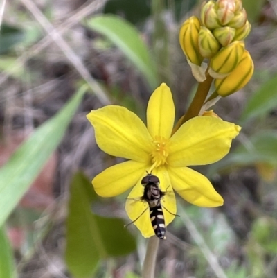 Syrphini sp. (tribe) (Unidentified syrphine hover fly) at Yarralumla, ACT - 12 Oct 2021 by JaneR