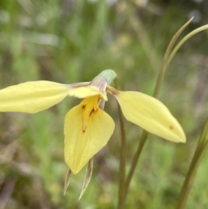 Diuris chryseopsis at Kambah, ACT - suppressed