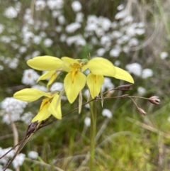 Diuris chryseopsis at Kambah, ACT - suppressed