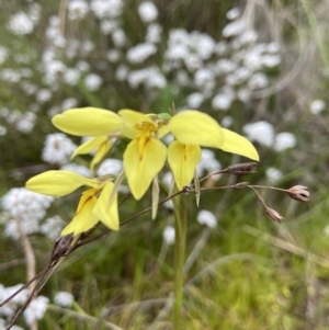 Diuris chryseopsis at Kambah, ACT - suppressed