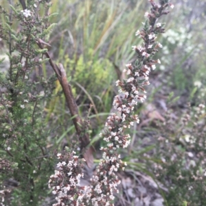 Styphelia attenuata at Bruce, ACT - 11 Oct 2021 12:51 PM