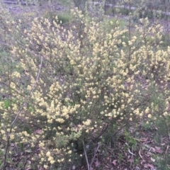 Pomaderris angustifolia at Aranda, ACT - 11 Oct 2021