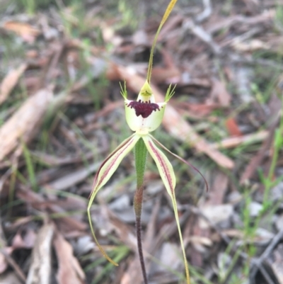 Caladenia atrovespa (Green-comb Spider Orchid) at Bruce, ACT - 10 Oct 2021 by dgb900