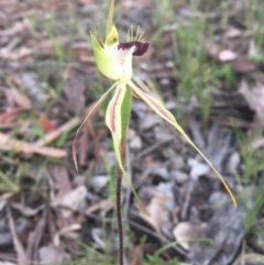 Caladenia atrovespa at Bruce, ACT - 11 Oct 2021