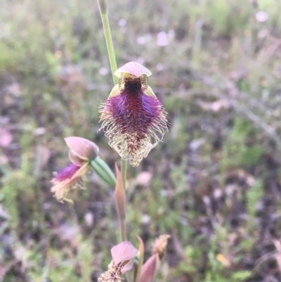 Calochilus platychilus (Purple Beard Orchid) at Bruce, ACT - 11 Oct 2021 by dgb900