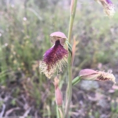 Calochilus platychilus at Bruce, ACT - suppressed