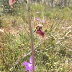 Calochilus platychilus (Purple Beard Orchid) at Bruce, ACT - 11 Oct 2021 by dgb900