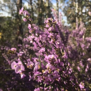 Hovea asperifolia subsp. asperifolia at Cotter River, ACT - 9 Oct 2021