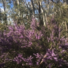 Hovea asperifolia subsp. asperifolia at Cotter River, ACT - 9 Oct 2021