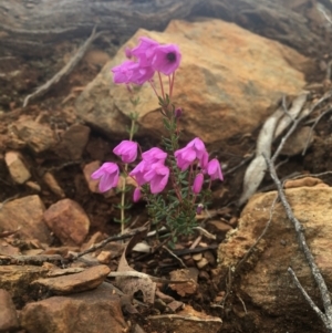 Tetratheca bauerifolia at Paddys River, ACT - 4 Oct 2021