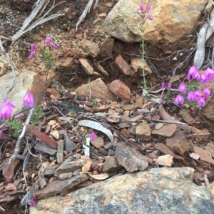 Tetratheca bauerifolia at Paddys River, ACT - 4 Oct 2021