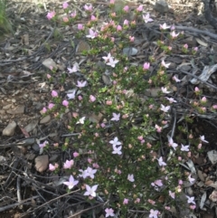 Boronia algida (Alpine Boronia) at Paddys River, ACT - 3 Oct 2021 by dgb900