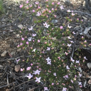 Boronia algida at Paddys River, ACT - suppressed