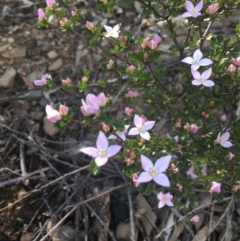 Boronia algida at Paddys River, ACT - suppressed