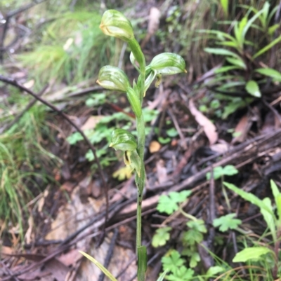 Bunochilus montanus (Montane Leafy Greenhood) at Cotter River, ACT - 1 Oct 2021 by dgb900