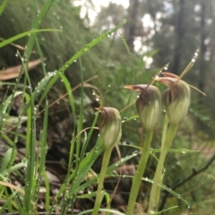 Pterostylis pedunculata (Maroonhood) at Cotter River, ACT - 1 Oct 2021 by dgb900