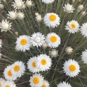 Leucochrysum albicans subsp. tricolor at Molonglo Valley, ACT - 25 Sep 2021