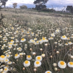 Leucochrysum albicans subsp. tricolor at Molonglo Valley, ACT - 25 Sep 2021