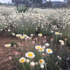 Leucochrysum albicans subsp. tricolor at Molonglo Valley, ACT - 25 Sep 2021