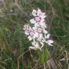 Wurmbea dioica subsp. dioica (Early Nancy) at Molonglo Valley, ACT - 25 Sep 2021 by dgb900