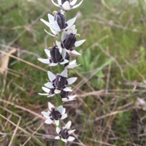 Wurmbea dioica subsp. dioica at Molonglo Valley, ACT - 25 Sep 2021 04:22 PM