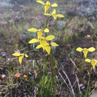 Diuris chryseopsis (Golden Moth) at Molonglo River Reserve - 25 Sep 2021 by dgb900