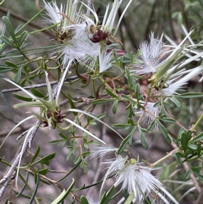 Clematis leptophylla (Small-leaf Clematis, Old Man's Beard) at Yarralumla, ACT - 12 Oct 2021 by JaneR