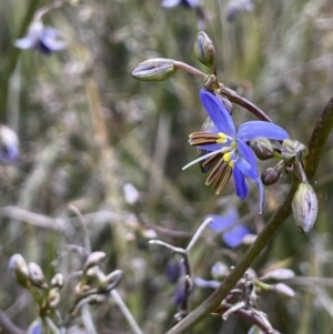 Dianella revoluta at Yarralumla, ACT - 12 Oct 2021