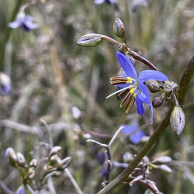 Dianella revoluta (Black-Anther Flax Lily) at Yarralumla, ACT - 12 Oct 2021 by JaneR