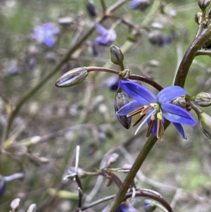 Dianella revoluta at Yarralumla, ACT - 12 Oct 2021