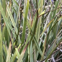 Dianella revoluta at Yarralumla, ACT - 12 Oct 2021