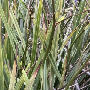 Dianella revoluta at Yarralumla, ACT - 12 Oct 2021