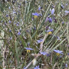 Dianella longifolia (Pale Flax Lily) at Stirling Park - 12 Oct 2021 by JaneR
