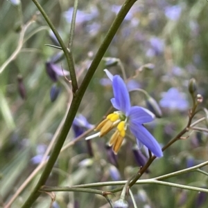 Dianella longifolia at Yarralumla, ACT - 12 Oct 2021 05:09 PM