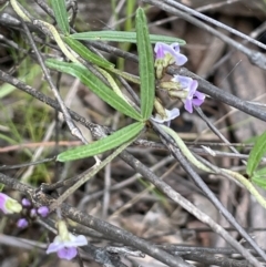 Glycine clandestina (Twining Glycine) at Stirling Park - 12 Oct 2021 by JaneR