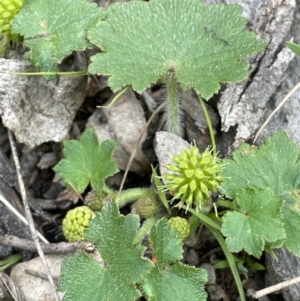 Hydrocotyle laxiflora at Yarralumla, ACT - 12 Oct 2021 04:07 PM