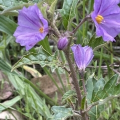 Solanum cinereum (Narrawa Burr) at Yarralumla, ACT - 12 Oct 2021 by JaneR