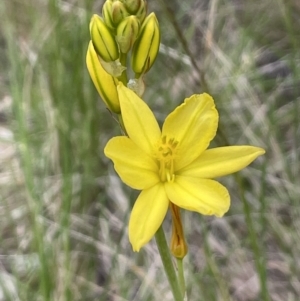 Bulbine bulbosa at Yarralumla, ACT - 12 Oct 2021