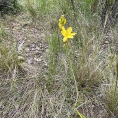 Bulbine bulbosa at Yarralumla, ACT - 12 Oct 2021