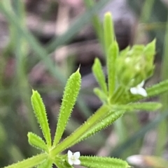 Galium aparine (Goosegrass, Cleavers) at Yarralumla, ACT - 12 Oct 2021 by JaneR