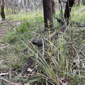 Lomandra multiflora at Yarralumla, ACT - 12 Oct 2021