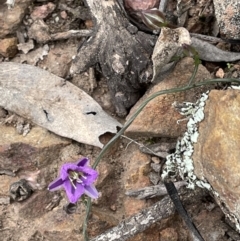 Thysanotus patersonii (Twining Fringe Lily) at Stirling Park - 12 Oct 2021 by JaneR