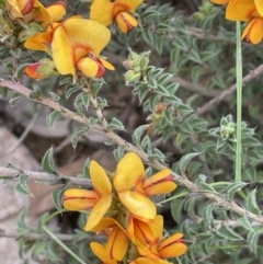 Pultenaea procumbens (Bush Pea) at Stirling Park - 12 Oct 2021 by JaneR