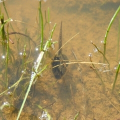 Limnodynastes tasmaniensis (Spotted Grass Frog) at Mount Taylor - 9 Oct 2021 by MatthewFrawley