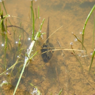 Limnodynastes tasmaniensis (Spotted Grass Frog) at Mount Taylor - 9 Oct 2021 by MatthewFrawley