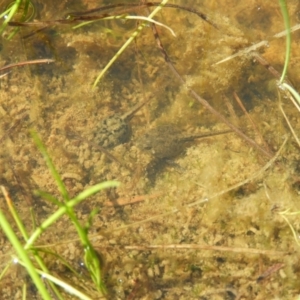 Limnodynastes tasmaniensis at Kambah, ACT - 9 Oct 2021 02:55 PM